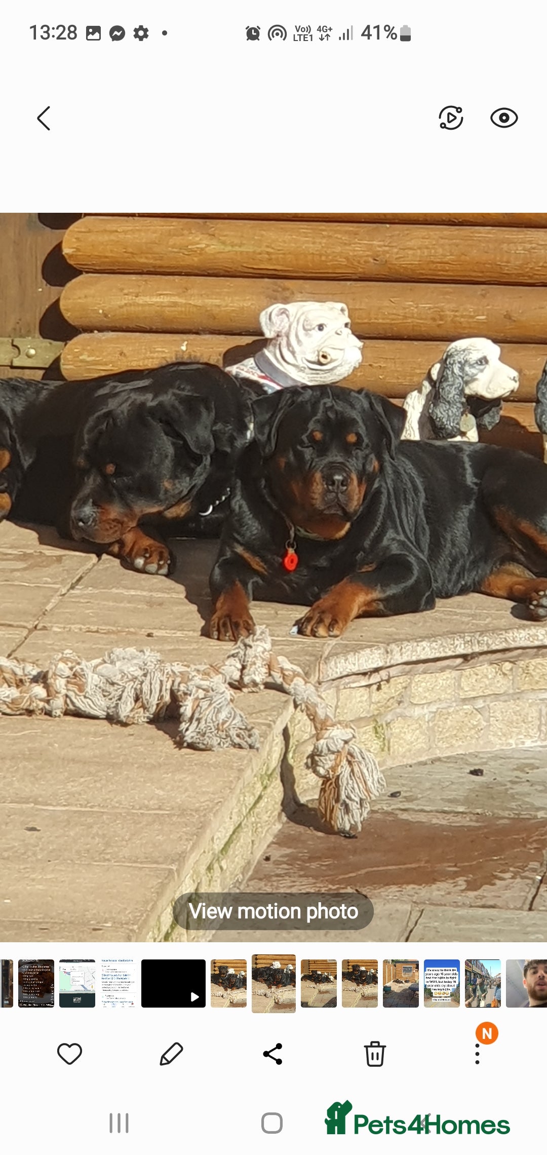 Rottweiler dogs for sale: Kc reg full German champion rottweiler puppies   - Image 19