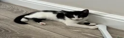 British Shorthair cats for sale: 2 adorable sisters - Advert 11