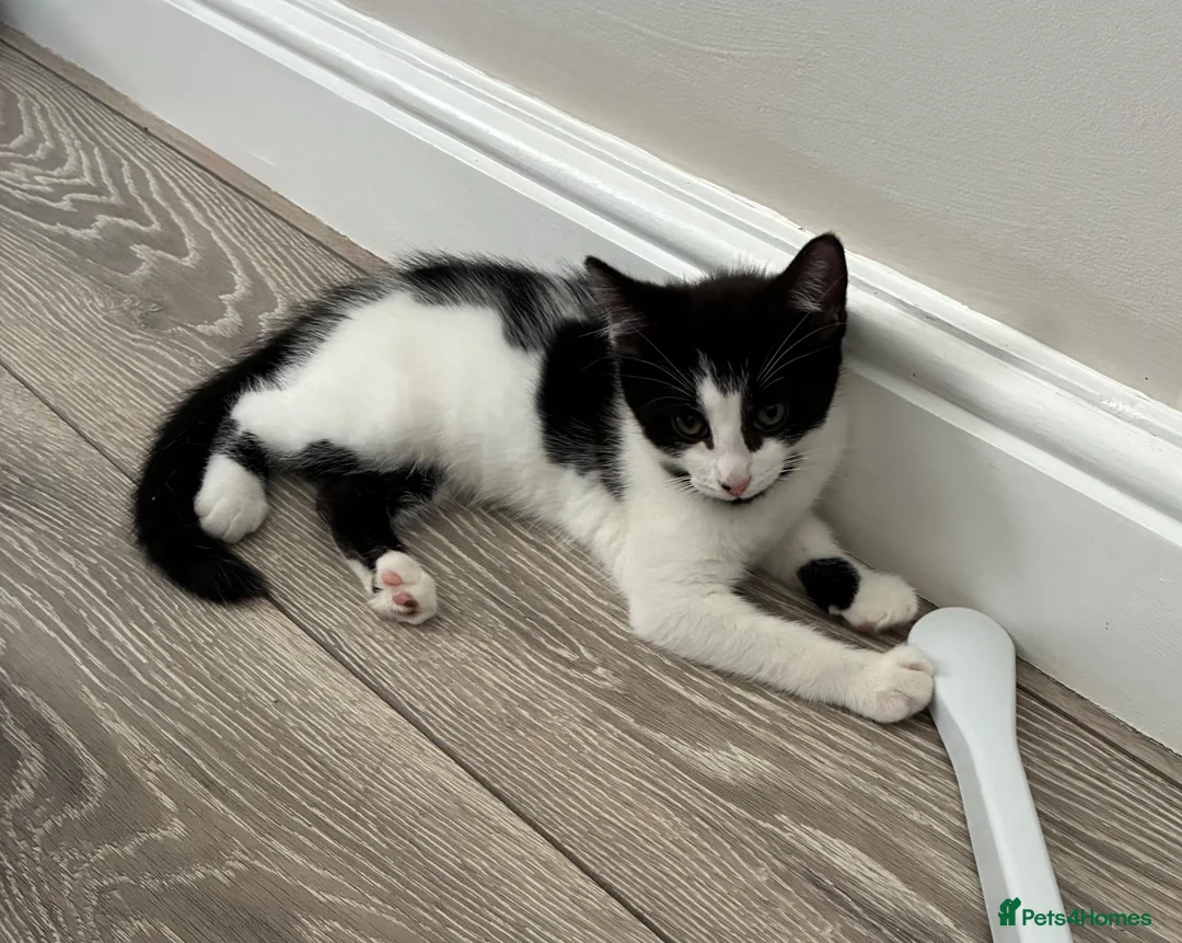 British Shorthair cats for sale: 2 adorable sisters - Advert 11