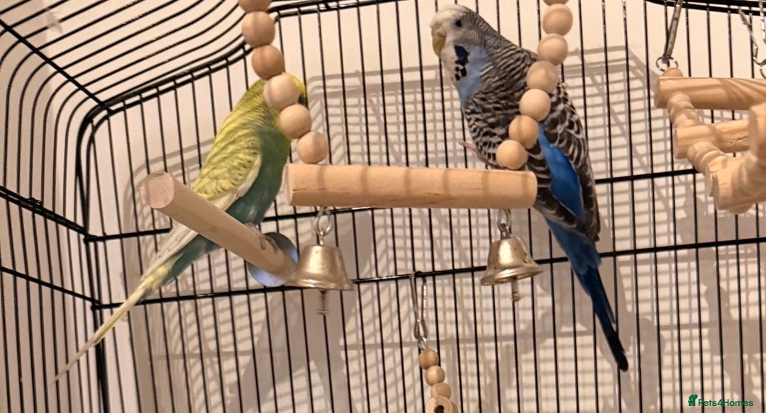 Budgerigars birds for sale: Two Beautiful Budgies for Sale – With Cage. - Advert 2