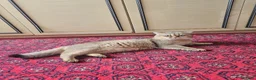 British Shorthair cats for sale: British golden kitten - Advert 8