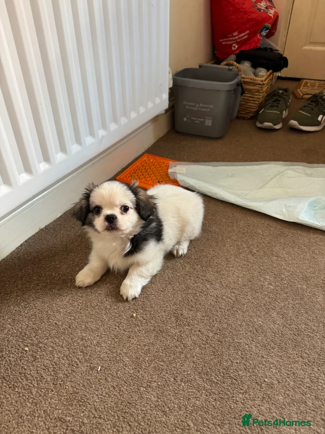 Pekingese dogs for sale: Adorable Pekingese puppy  in Hinckley - Advert 1