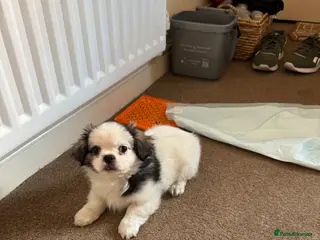 Pekingese dogs Adorable Pekingese puppy - Advert 7