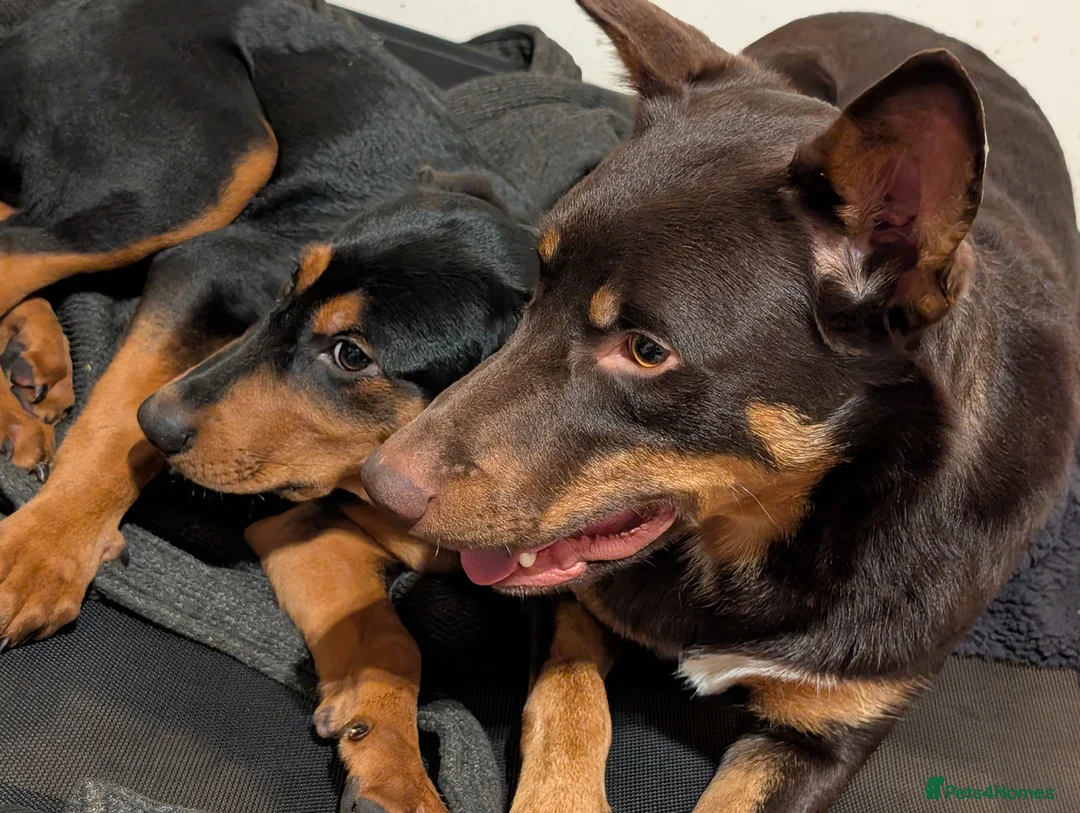 Mixed Breed dogs for sale: CRD x Kelpie female - Advert 2