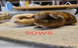 Guinea Pig rodents for sale: Beautiful rare swiss and smooth boys and girls - Image 4