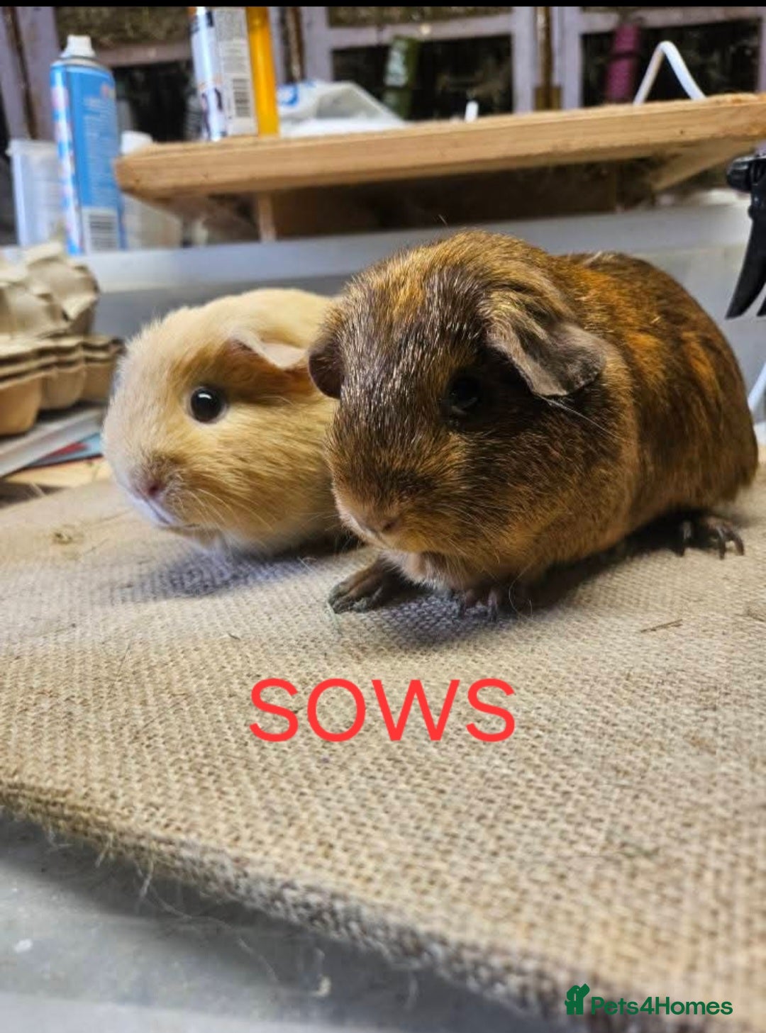 Guinea Pig rodents for sale: Beautiful rare swiss and smooth boys and girls - Image 4