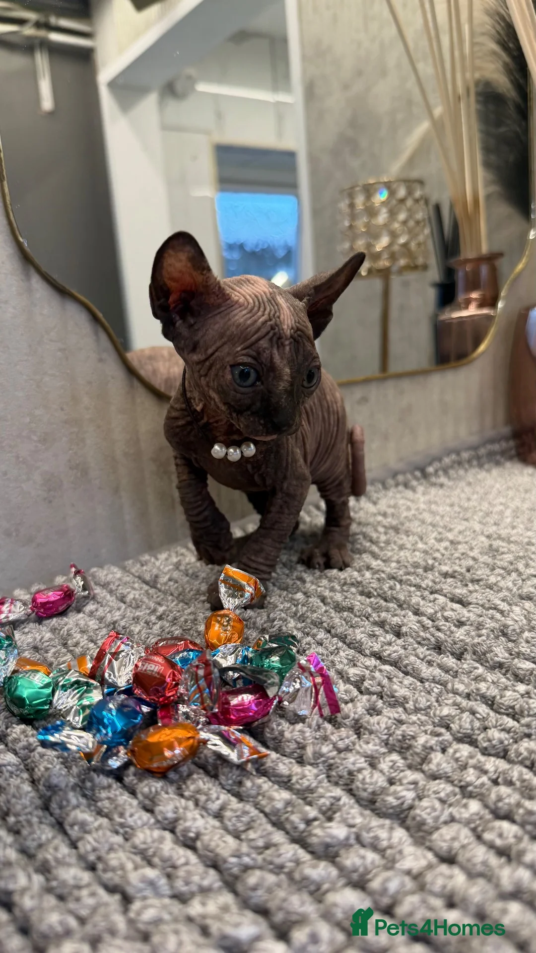 Sphynx cats for sale: 6 beautiful females  in King's Lynn - Advert 1