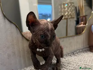 Sphynx cats 6 beautiful females - Advert 1