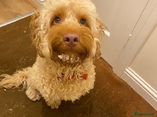 Cockapoo dogs ***FOR STUD*** - Advert 1