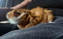 Guinea Pig rodents for sale: Male Guinea pigs for a good home  - Image 15