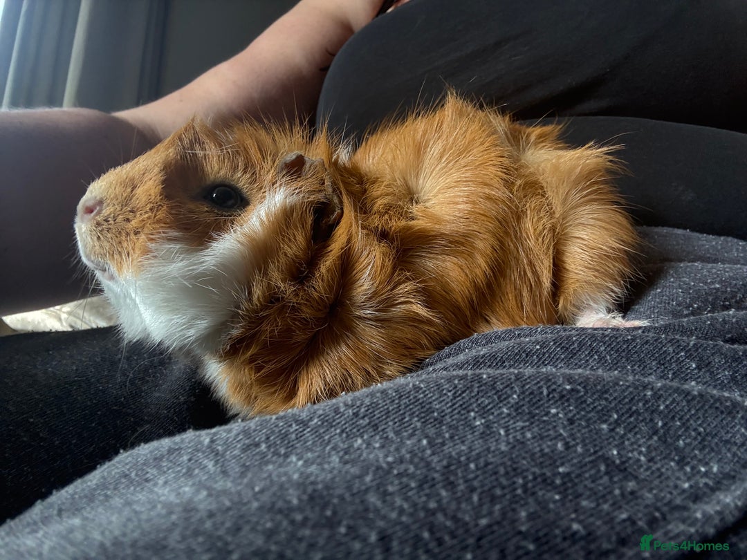 Guinea Pig rodents for sale: Male Guinea pigs for a good home  - Image 15