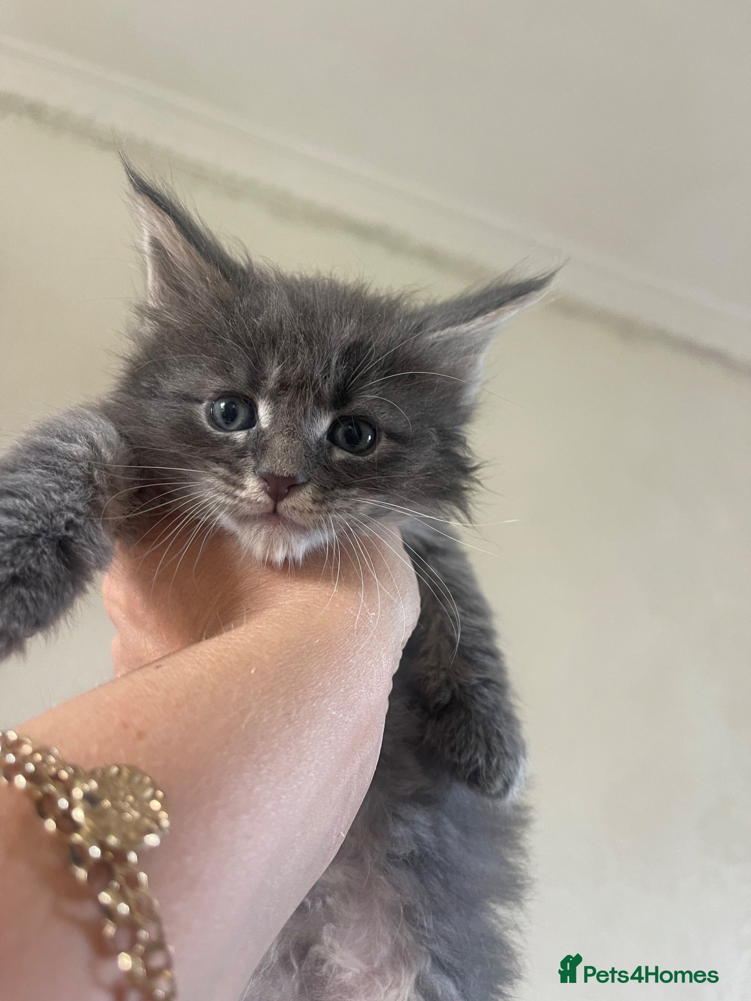 Maine Coon cats for sale: Maine Coon boy - Advert 13