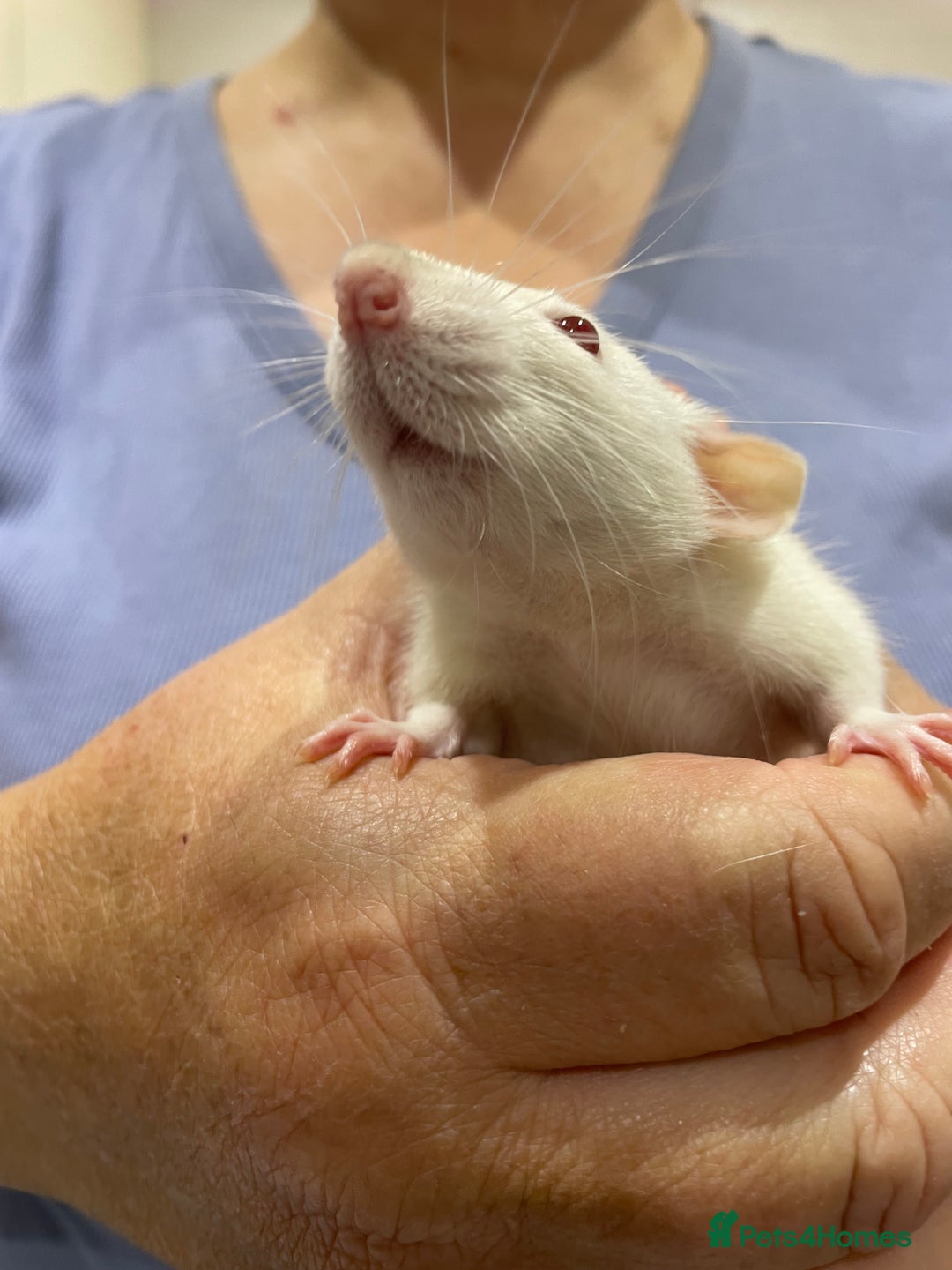 Rat rodents for sale: Very friendly baby rats, including dumbo Siamese  - Image 12