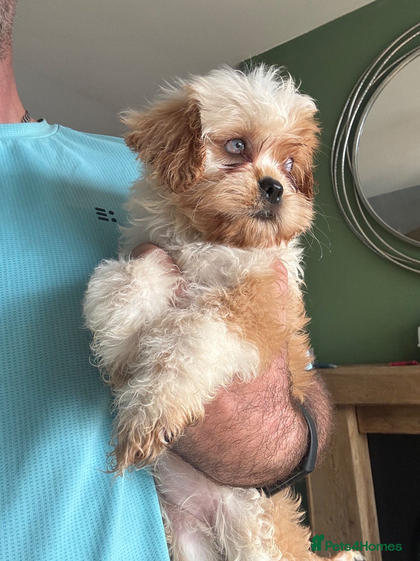Cavapoo dogs Just red and white blue eyes girl - Advert 1