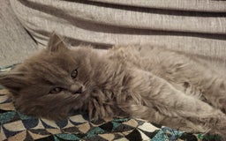 British Longhair cats for sale: 5 x beautiful BLH kittens for sale - Advert 2