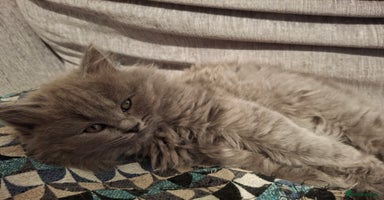 British Longhair cats 5 x beautiful BLH kittens for sale - Advert 9