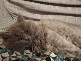 British Longhair cats 5 x beautiful BLH kittens for sale - Advert 12