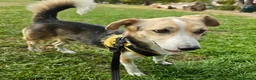 Mixed Breed dogs for adoption: Banjo (terrier mix) in London - Advert 15