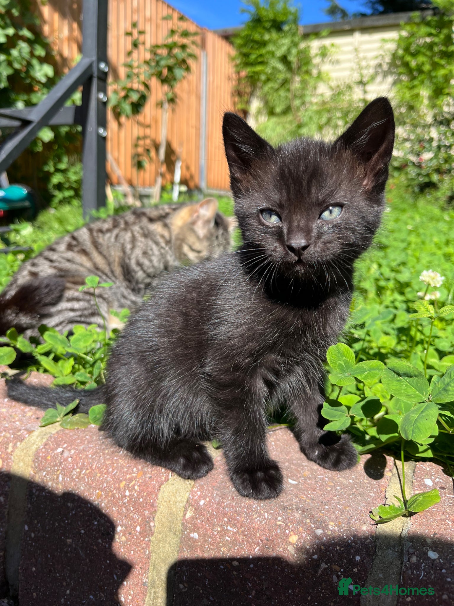 Domestic Shorthair cats Playful Tabby Kittens Ready - Advert 1