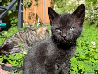 Domestic Shorthair cats Playful Tabby Kittens Ready - Advert 4