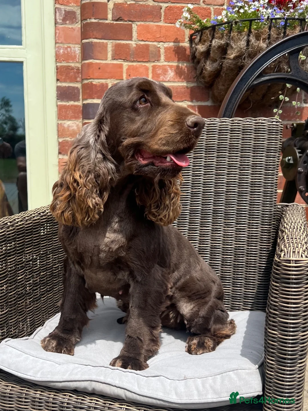 Cocker Spaniel dogs for sale: Kc Chocolate Show cockers  - Advert 2