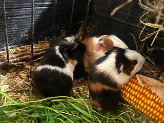 Guinea Pig rodents - Advert 3