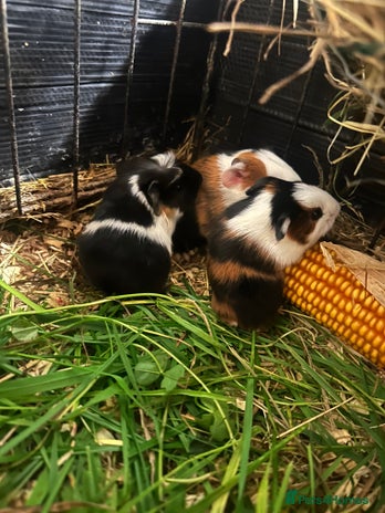 Guinea Pig rodents - Advert 3