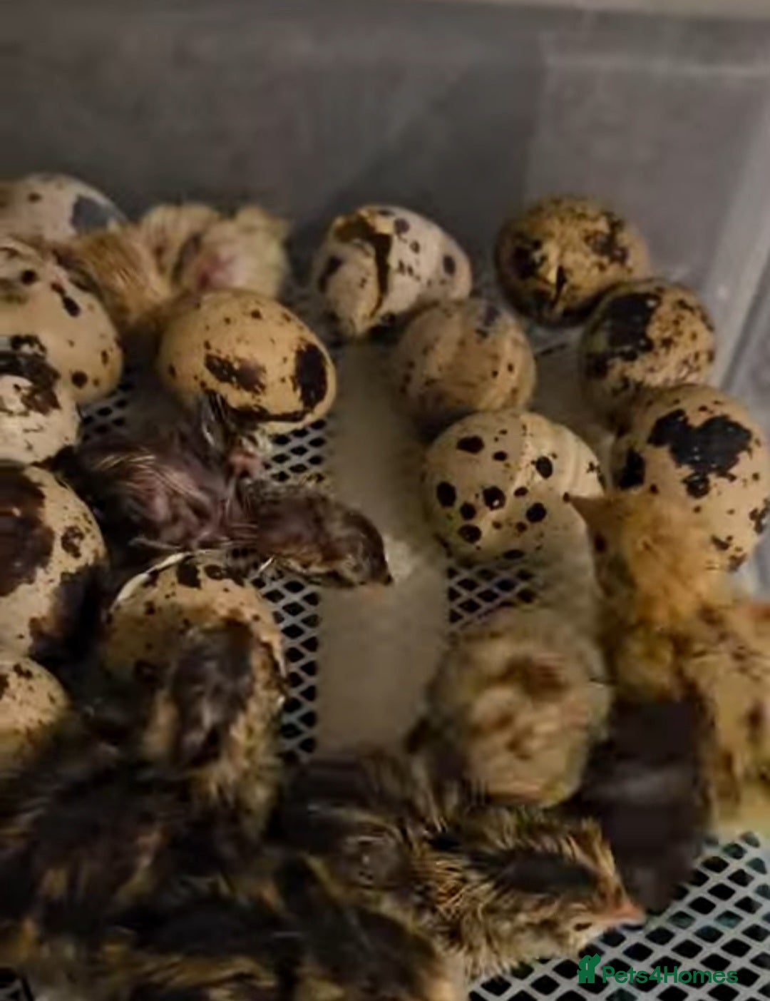 Mixed Breed birds for sale: Fertile Coturnix quail eggs x 12 for hatching - Advert 4