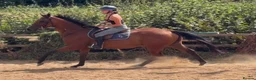 English Thoroughbred horses for sale: Easy Allrounder  - Advert 5