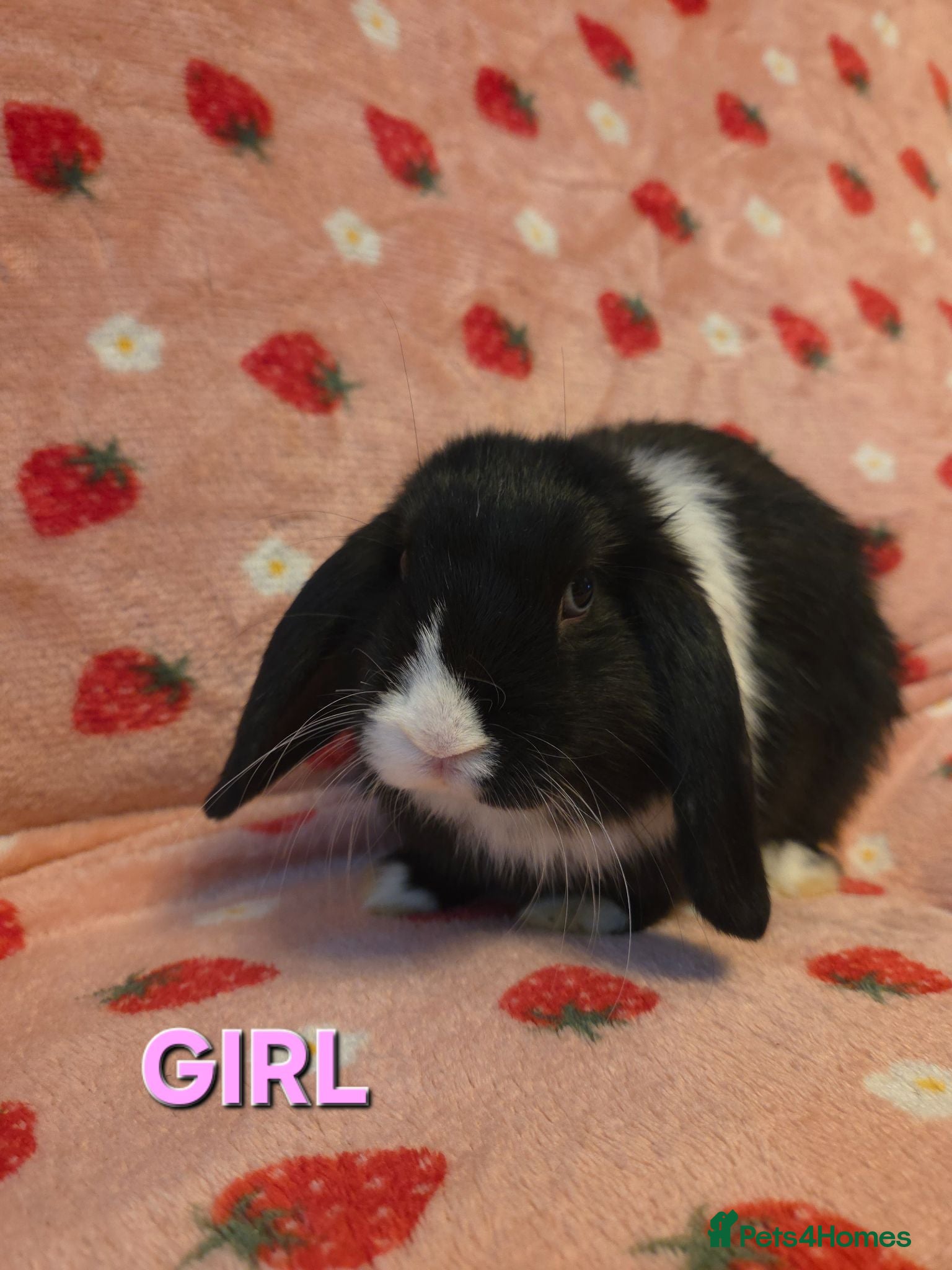 Mini Lop rabbits Silly tame handled by children mini lop girl🩷 - Advert 1