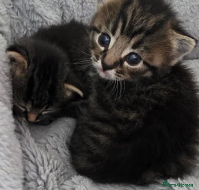 Mixed Breed cats Kittens for rehoming 1 boy 1 girl lovely colours  - Advert 2