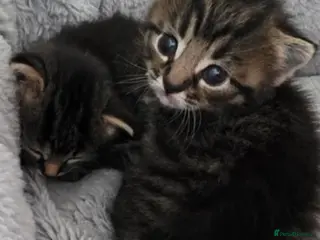 Mixed Breed cats Kittens for rehoming 1 boy 1 girl lovely colours - Advert 2