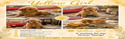 Golden Retriever dogs for sale: 🐾 Golden Retriever Puppies – Raised with Love 🐾 - Advert 36