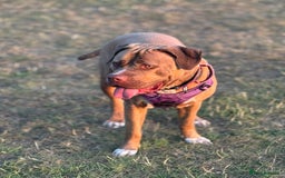 Mixed Breed dogs for sale: Nala  - Image 2