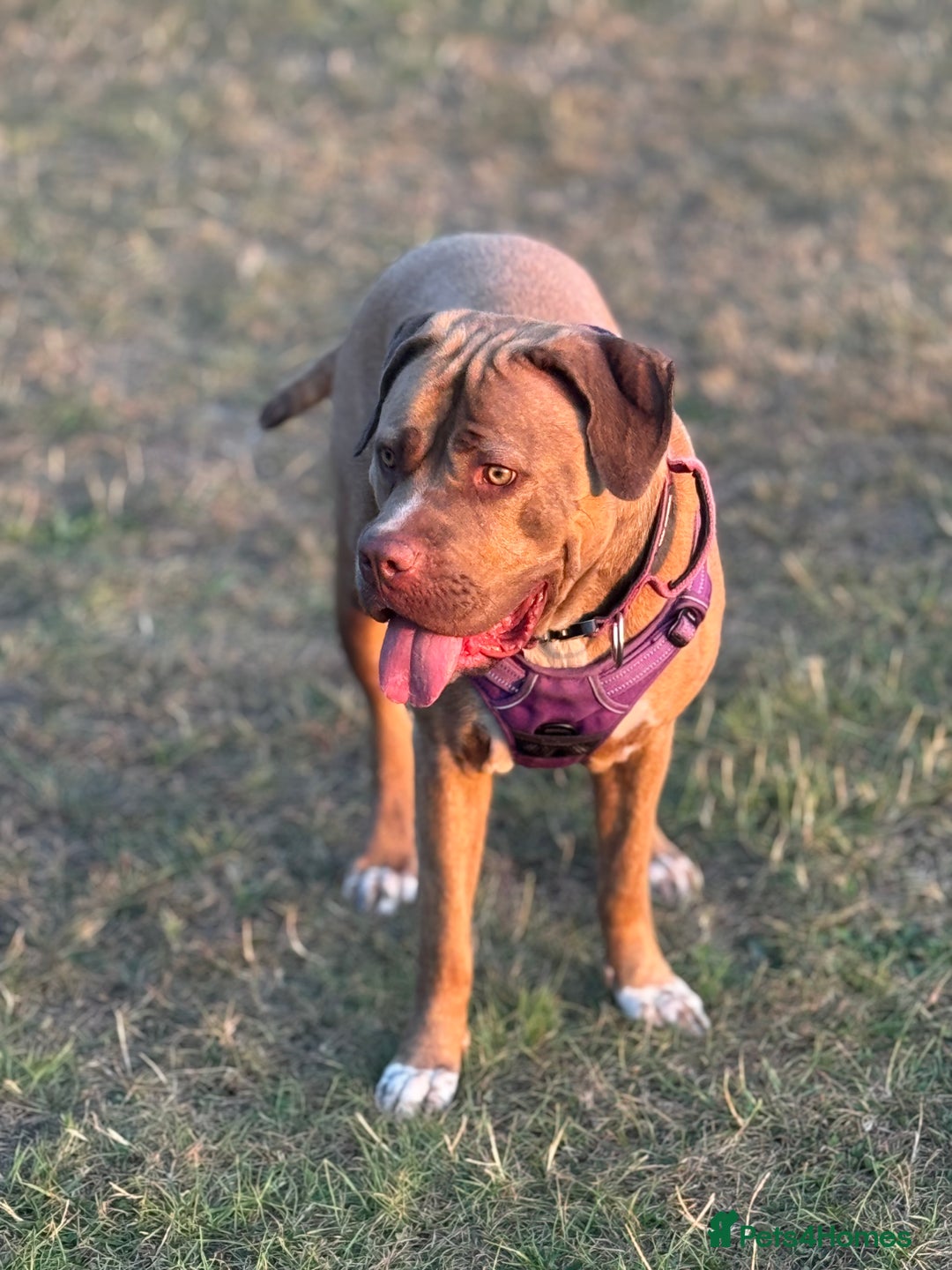 Mixed Breed dogs for sale: Nala  - Image 2