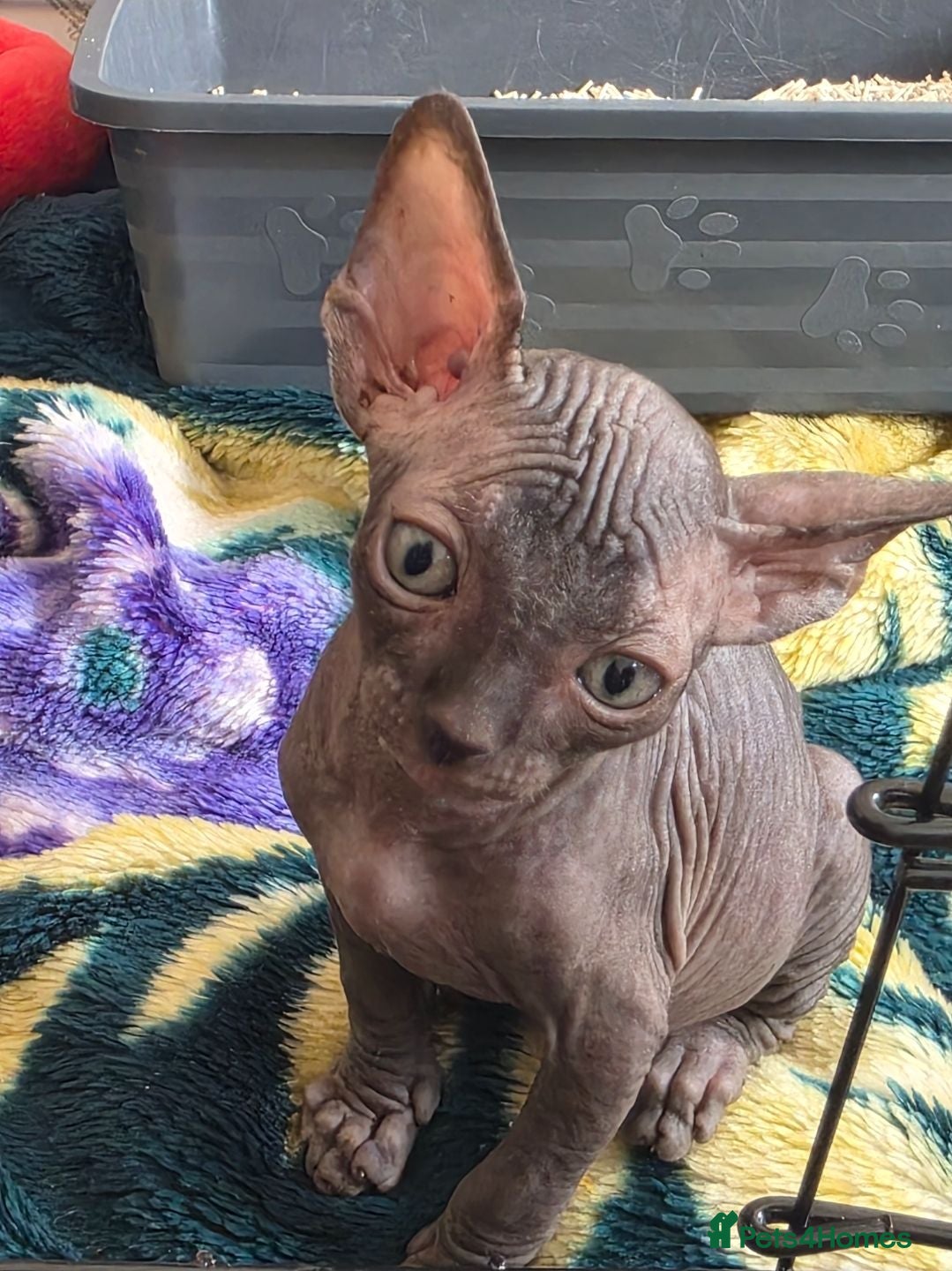 Sphynx cats 3 Stunning TICA Registered Sphynx Boys - Advert 6