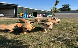Labrador Retriever dogs for sale: Chunky Labrador puppy’s  - Image 2