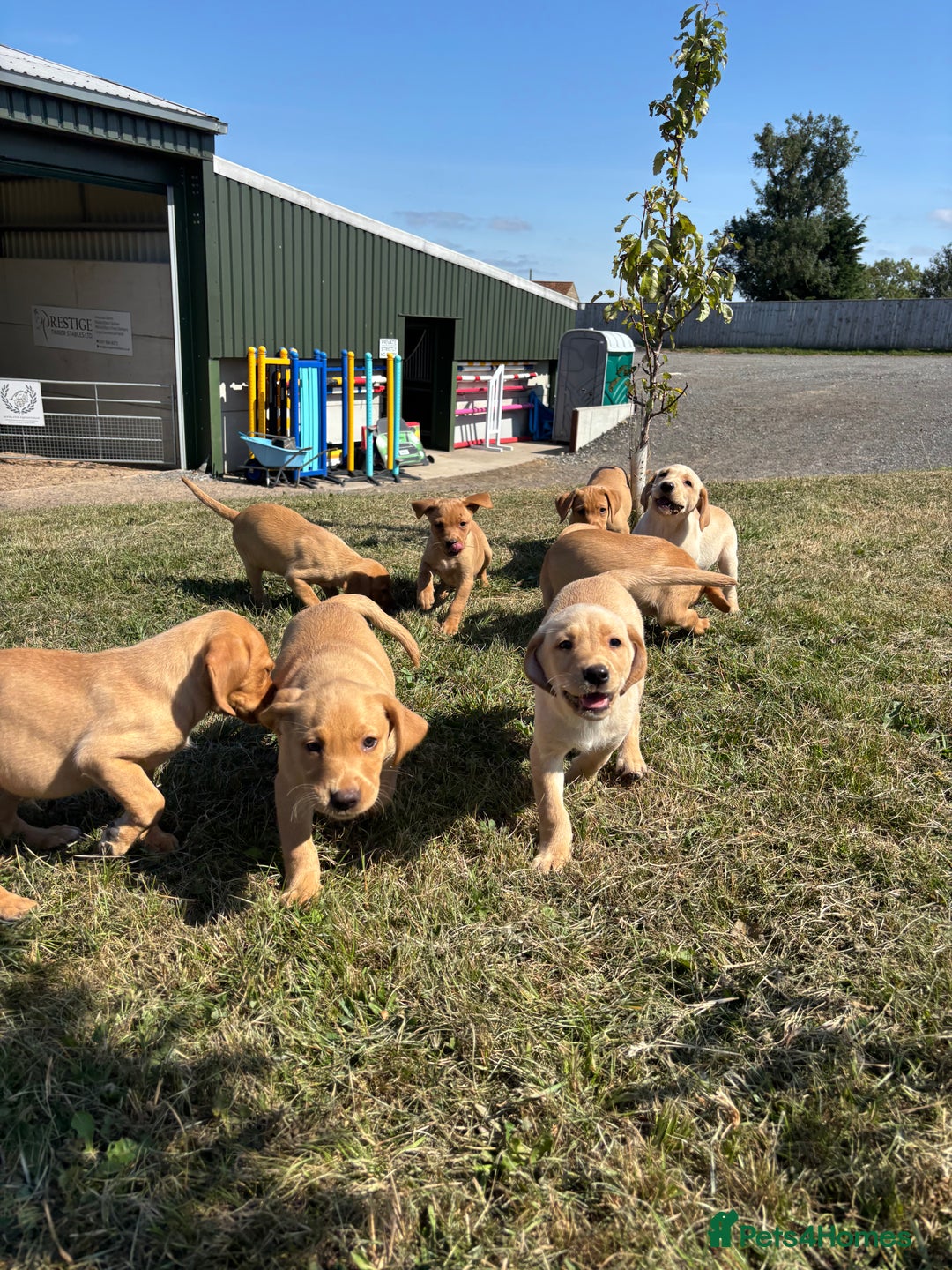 Labrador Retriever dogs for sale: Chunky Labrador puppy’s  - Image 2