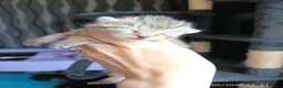 Mixed Breed cats for sale: KITTENS LOOKING FOR LOVING HOMES - Advert 15