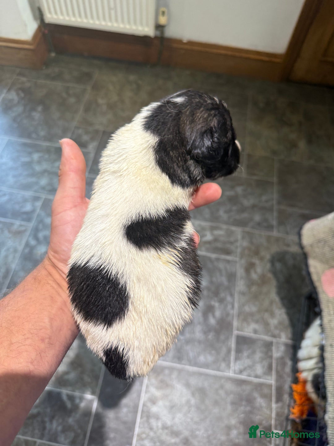 Pyrenean Mastiff dogs for sale: KC registered Pyrenean Mastiffs - Image 7