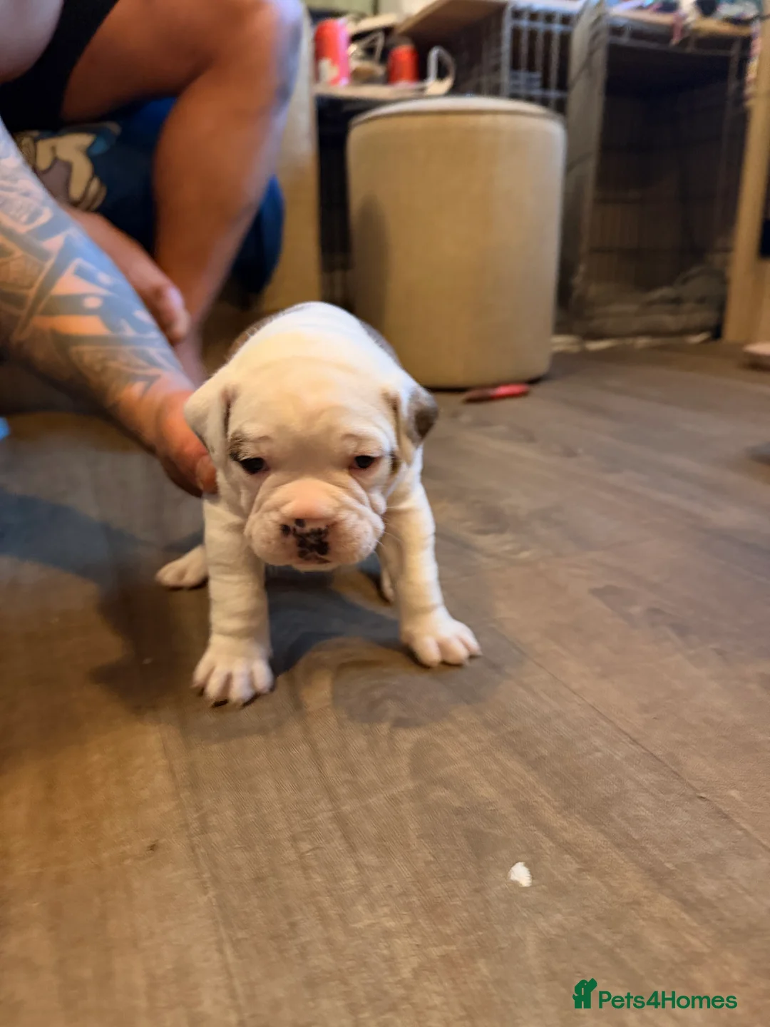 English Bulldog dogs for sale: Bulldogs  in Sandown - Advert 9