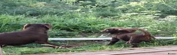 Labradoodle dogs for sale: Last Beautiful miniature Labradoodle puppies - Advert 2
