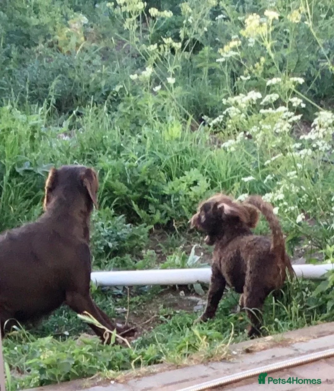 Labradoodle dogs for sale: Last Beautiful miniature Labradoodle puppies - Advert 2