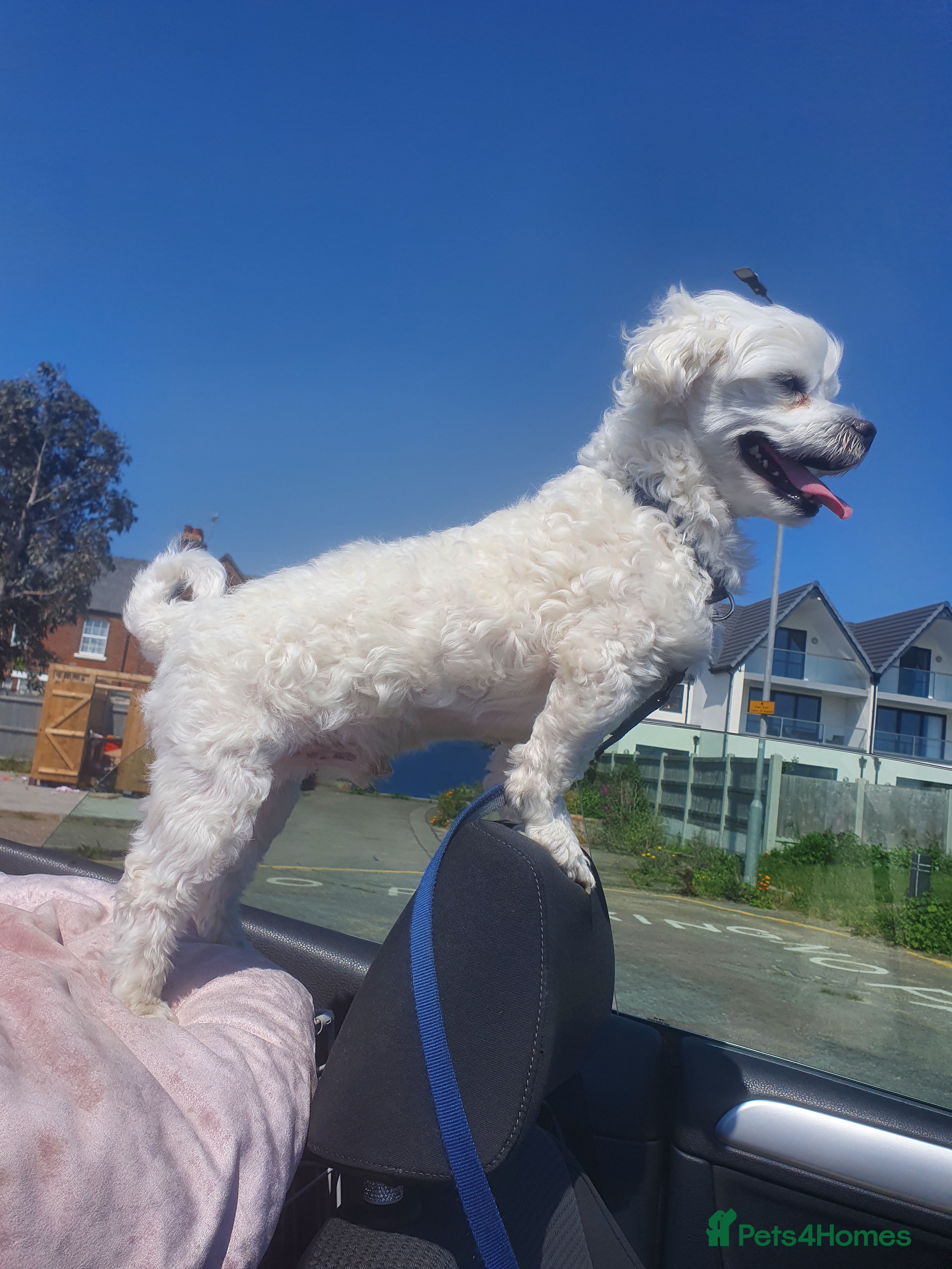 Maltese dogs Maltese in Ingatestone - Advert 7