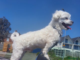 Maltese dogs in Ingatestone - Advert 18