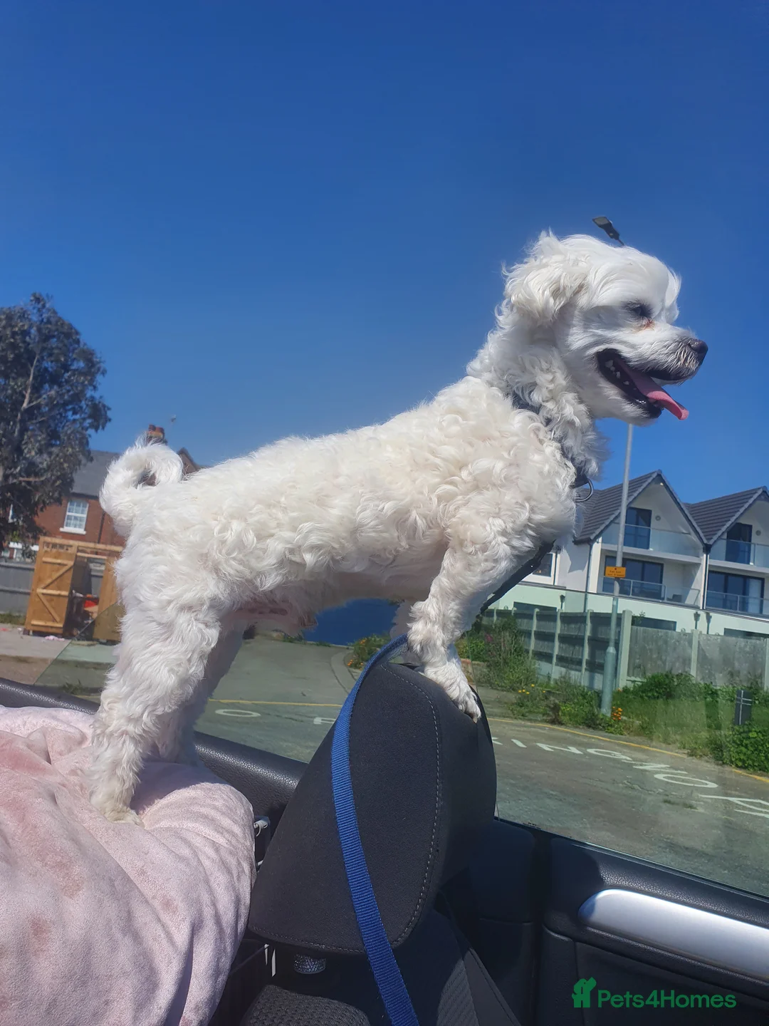 Maltese dogs for stud: Maltese in Ingatestone - Advert 1