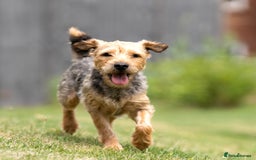 Mixed Breed dogs for sale: 6 Lakeland Cross Puppies for Sale - Image 6
