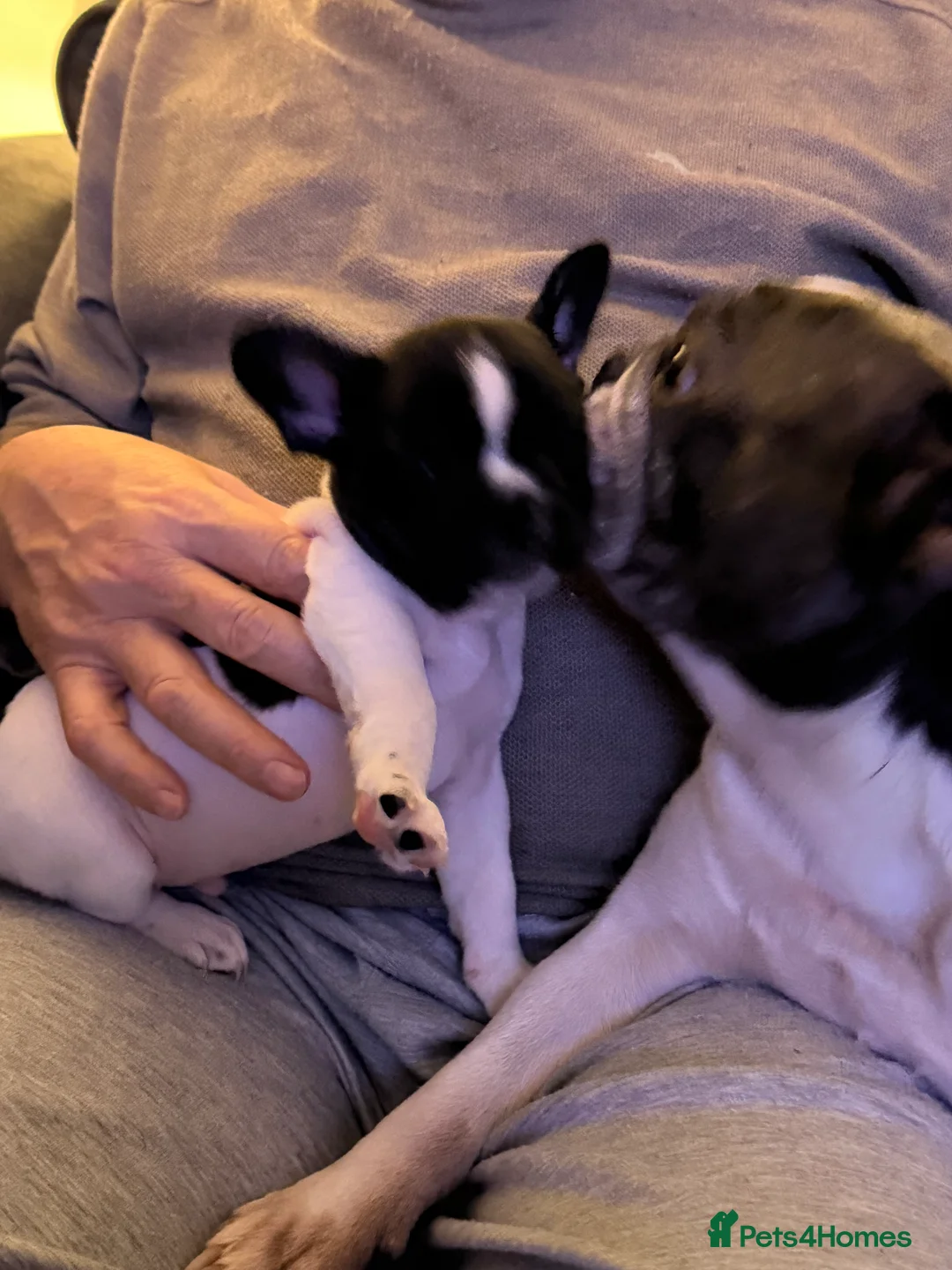 French Bulldog dogs for sale: Puppys  - Advert 4