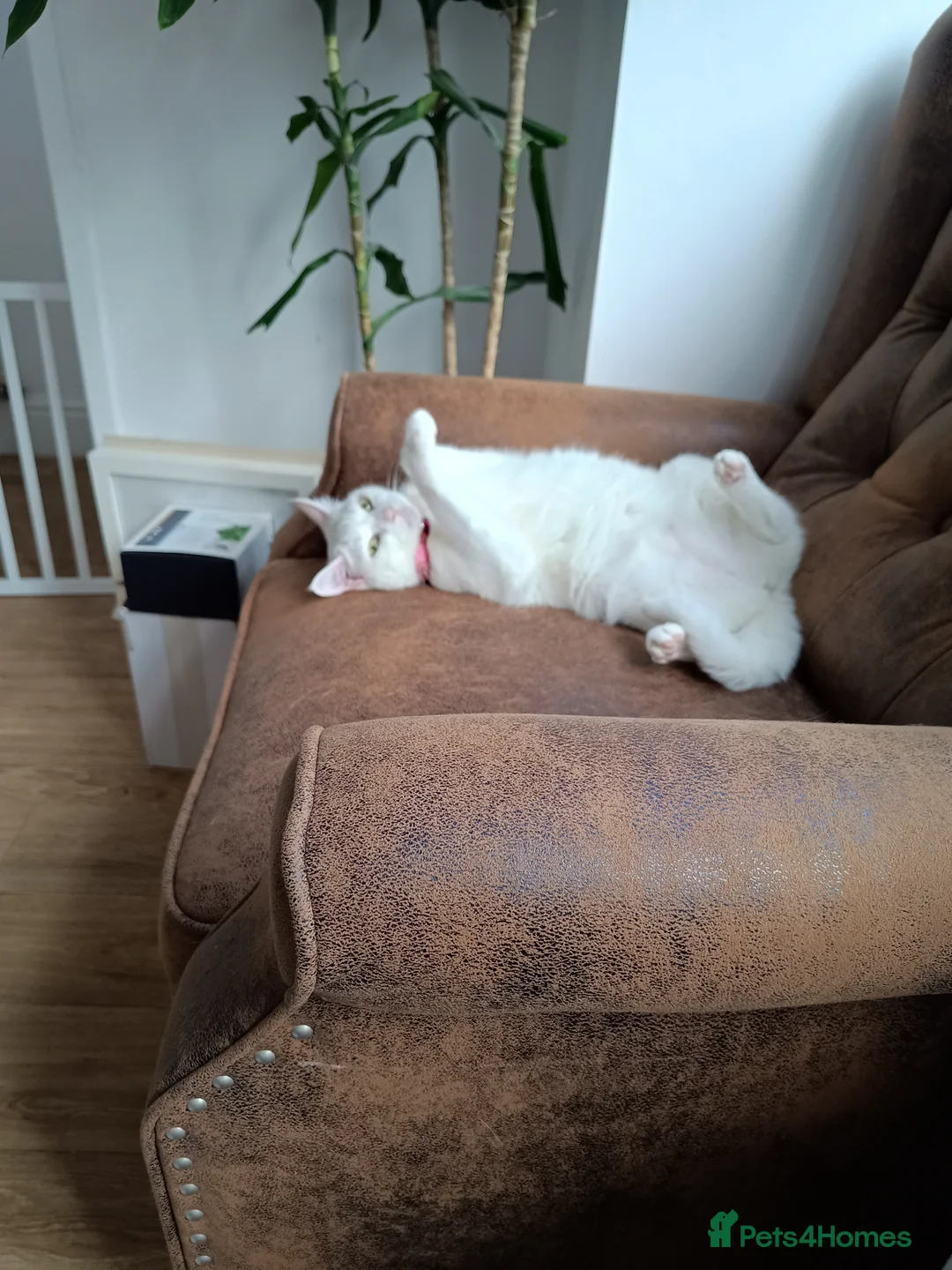 British Shorthair cats for sale: Bella 3 yr old female white cat in Southsea - Advert 4
