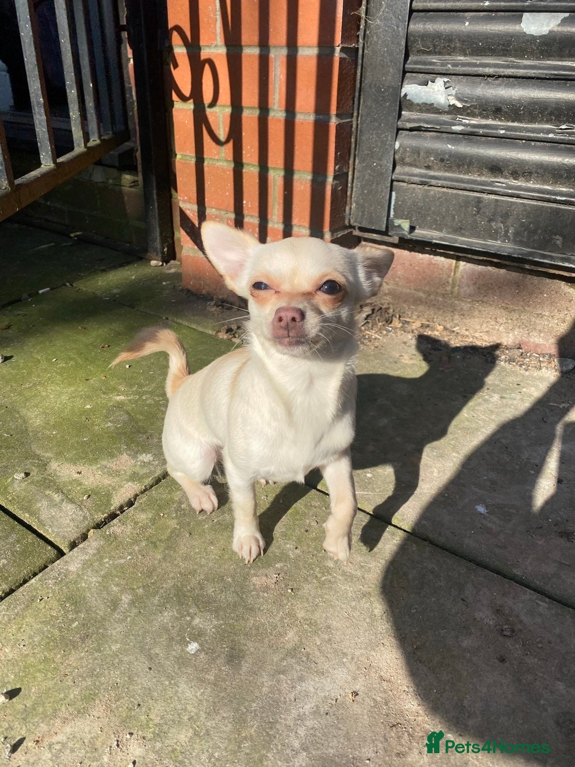 Chihuahua dogs Willow  - Advert 18